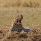 Illustration for article titled Out of Africa. More Leopards.